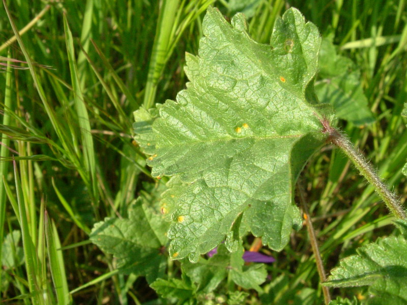 Malva sylvestris